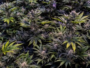 Read more about the article Popular Cannabis Strains Explained and Understanding Cannabis Genetics