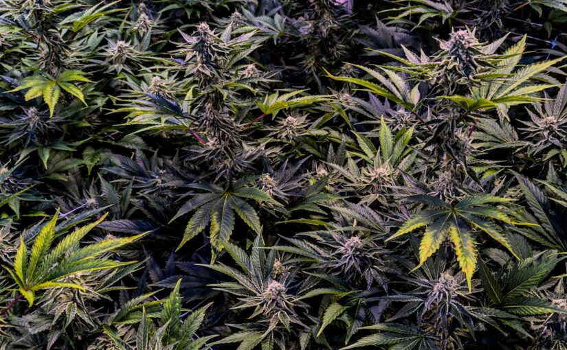 Popular Cannabis Strains Explained and Understanding Cannabis Genetics