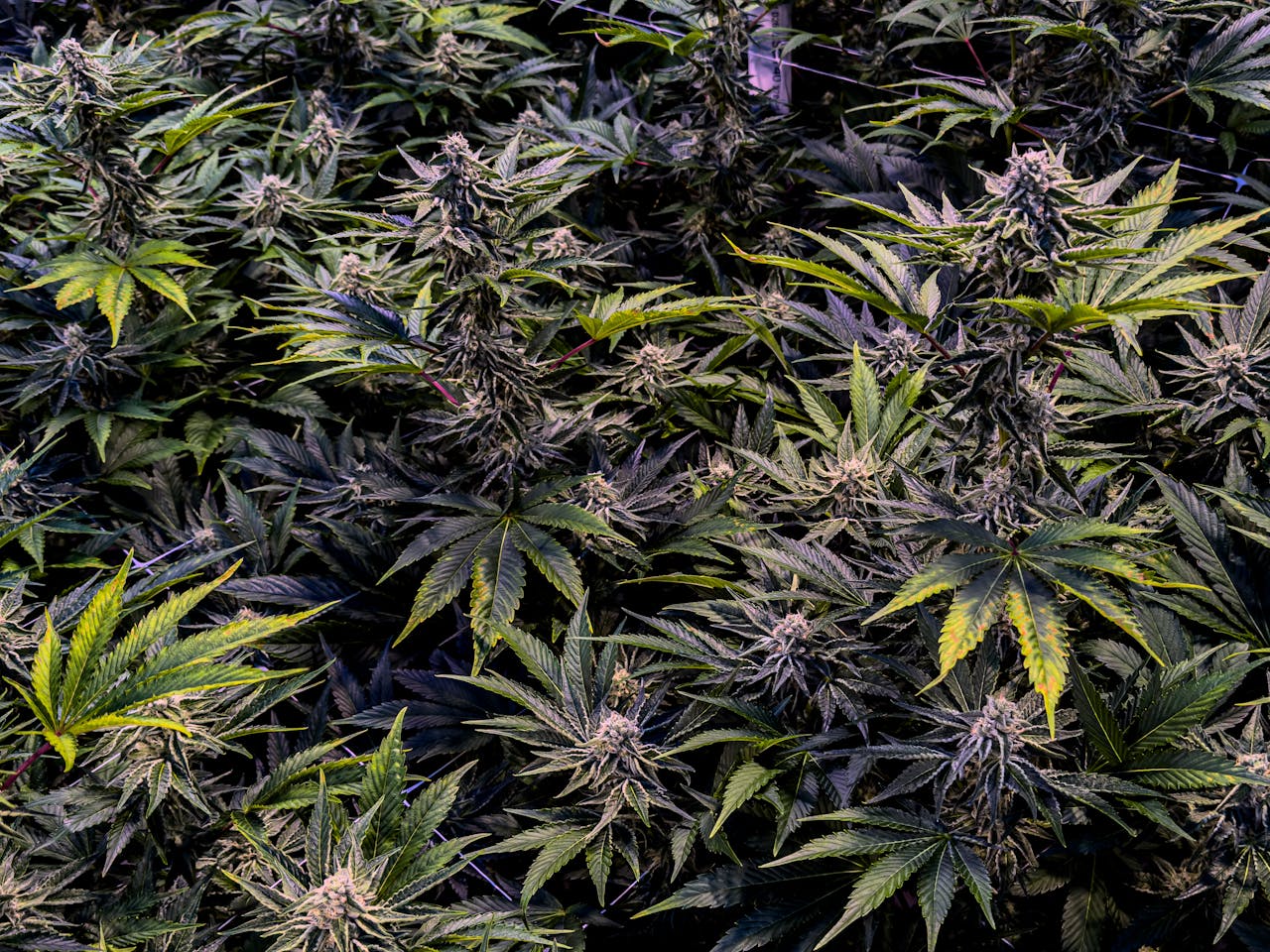 Read more about the article Popular Cannabis Strains Explained and Understanding Cannabis Genetics