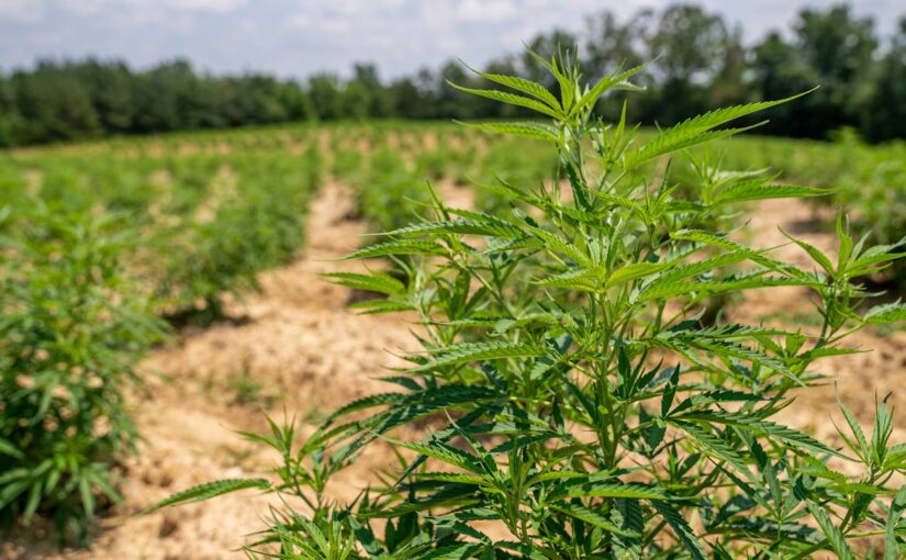 Popular Cannabis Strains Explained and Understanding Cannabis Genetics