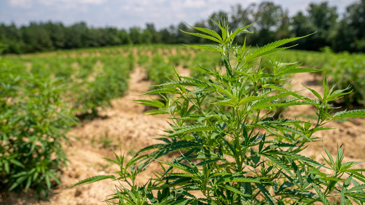 Read more about the article Popular Cannabis Strains Explained and Understanding Cannabis Genetics