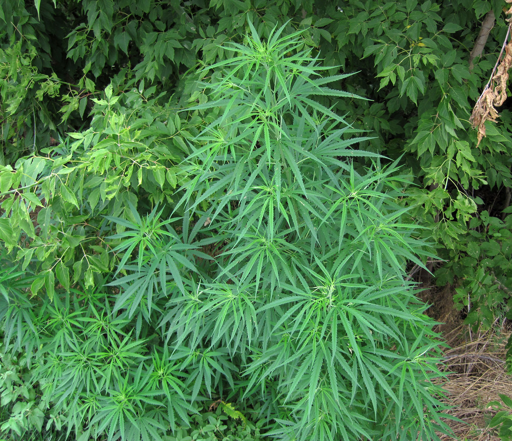 Cannabis plant growing outdoors