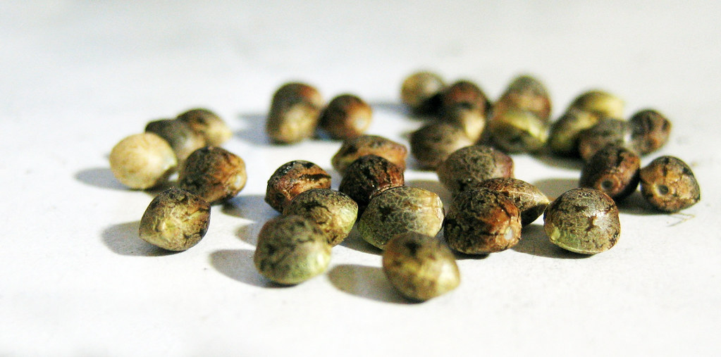 Cannabis seeds closeup