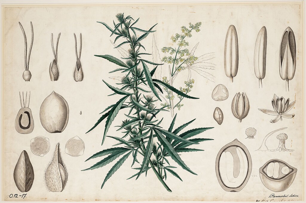 Cannabis